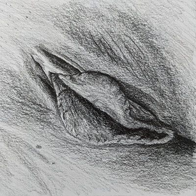 2021-04-20_Labia-sketch3.small